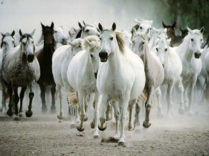 aantal paarden in Nederland